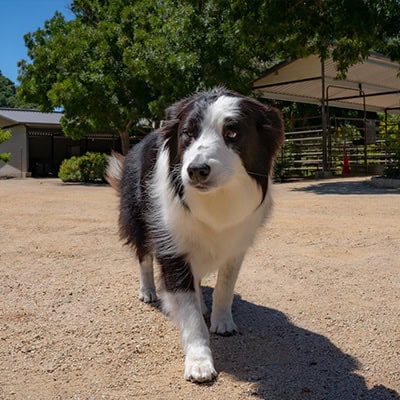 Physical Therapy & Rehab Services