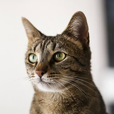 Dentistry Dentistry Services