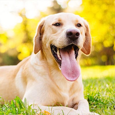 Diagnostics & Imaging Services