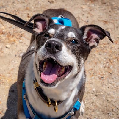 Surgery Surgery Services