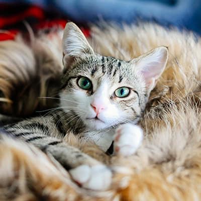 Urgent Care Services