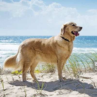 Wellness & Preventive Care Wellness & Preventive Services