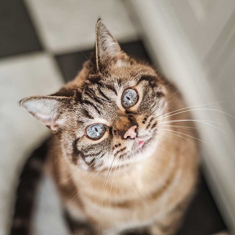 A beautiful cat looking upward A beautiful cat looking upward