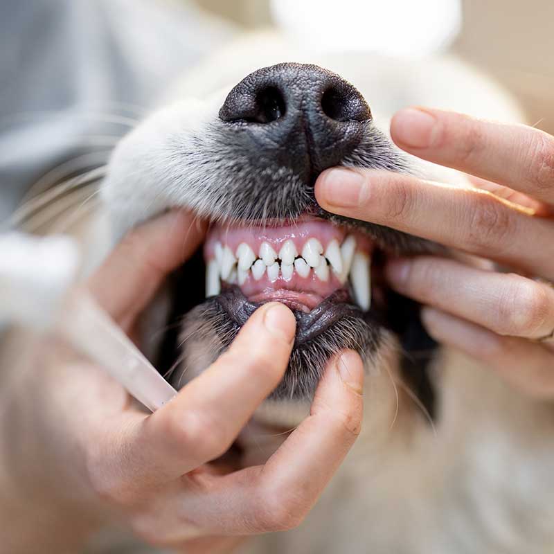 Looking at dog's teeth Looking at dog's teeth