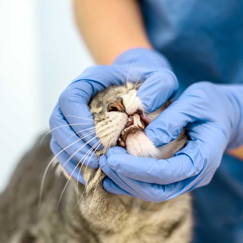Checking a cat's teeth Checking a cat's teeth