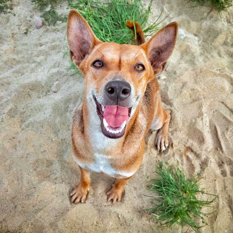 A dog smiling upward A dog smiling upward