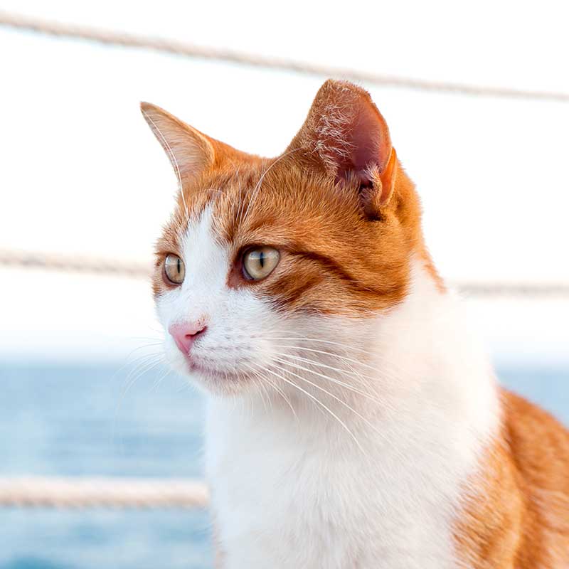A cat on the ocean A cat on the ocean