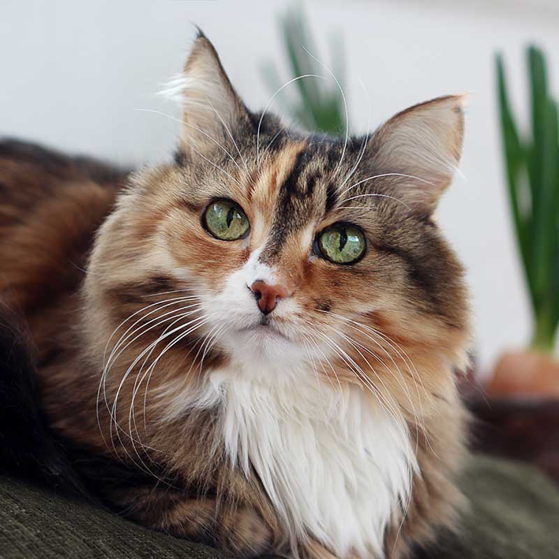 A cat in a room A cat in a room