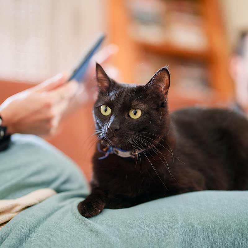 A black cat on a lap A black cat on a lap