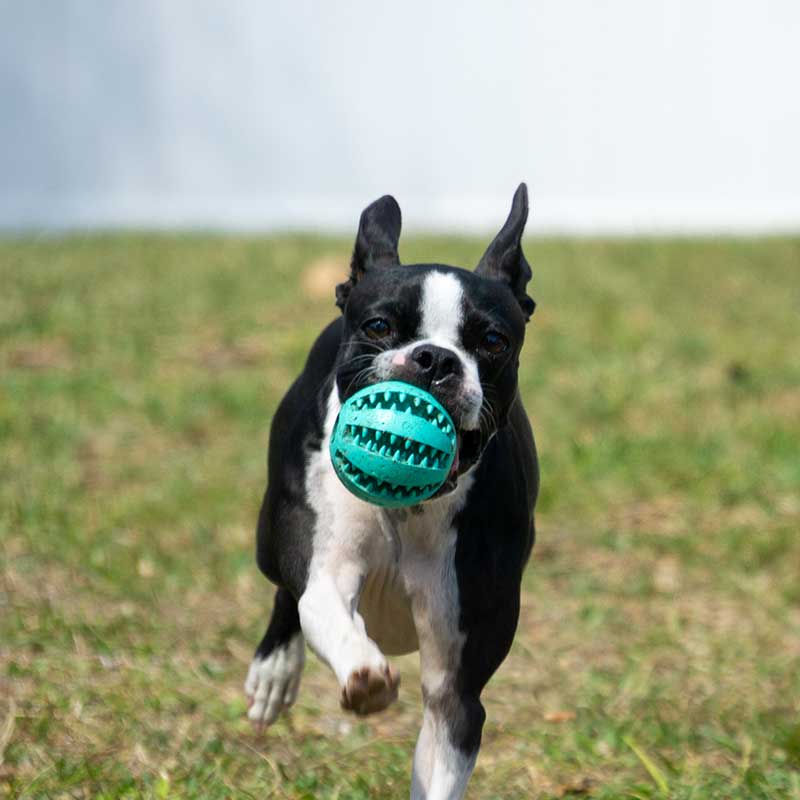A french bulldog running with a ball A french bulldog running with a ball