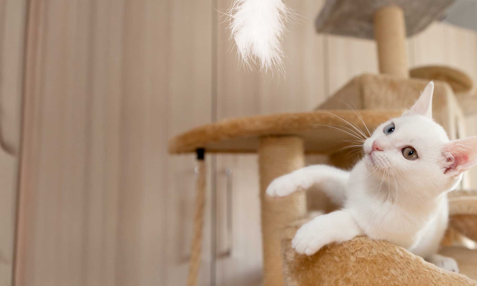 A white cat on a cat tree