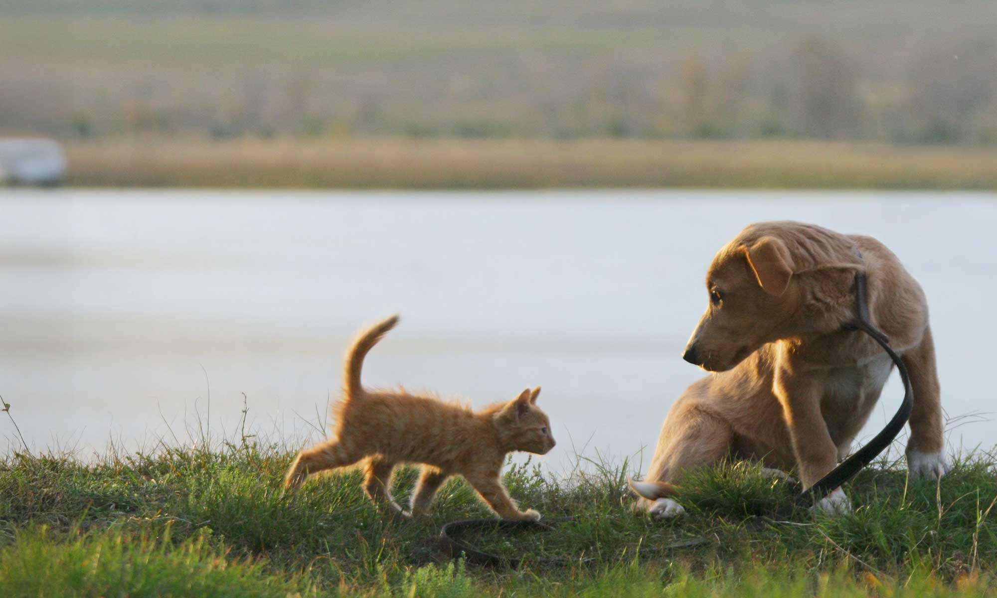 A puppy and kitten