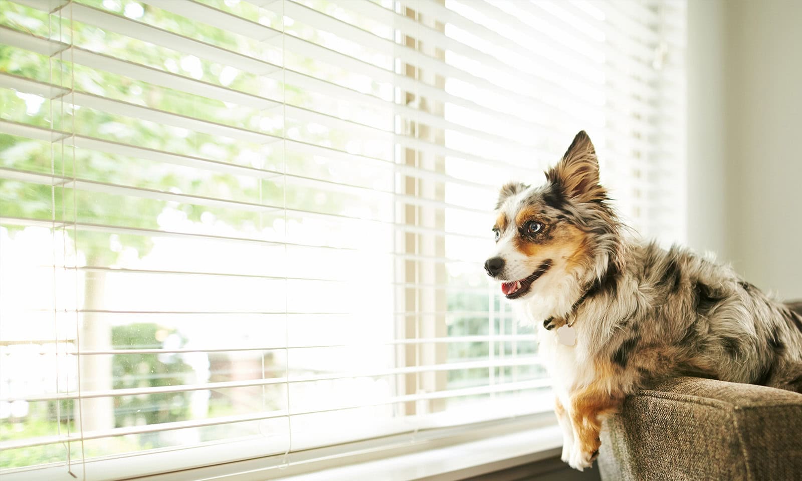 Dog looking out window