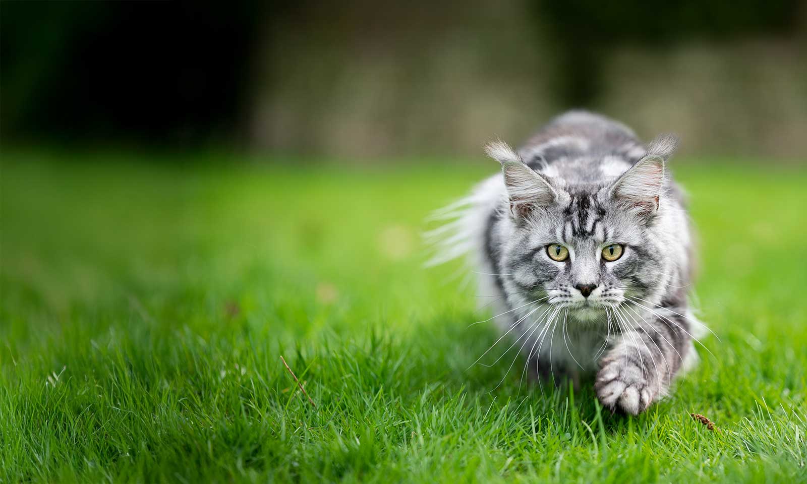 A cat in a field