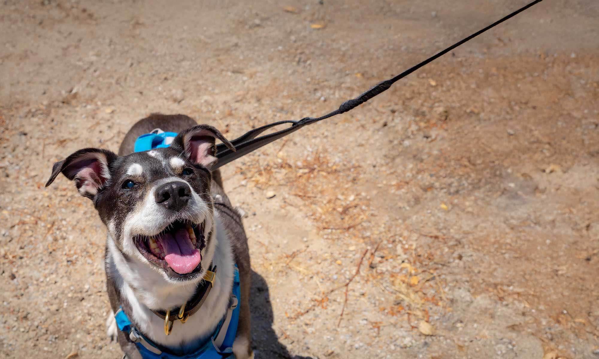 A dog on a lead