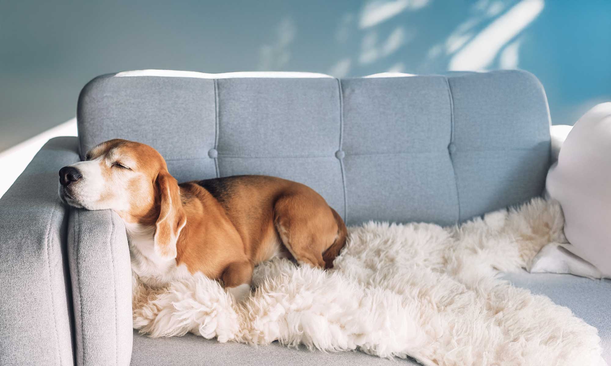 An old dog laying on a couch