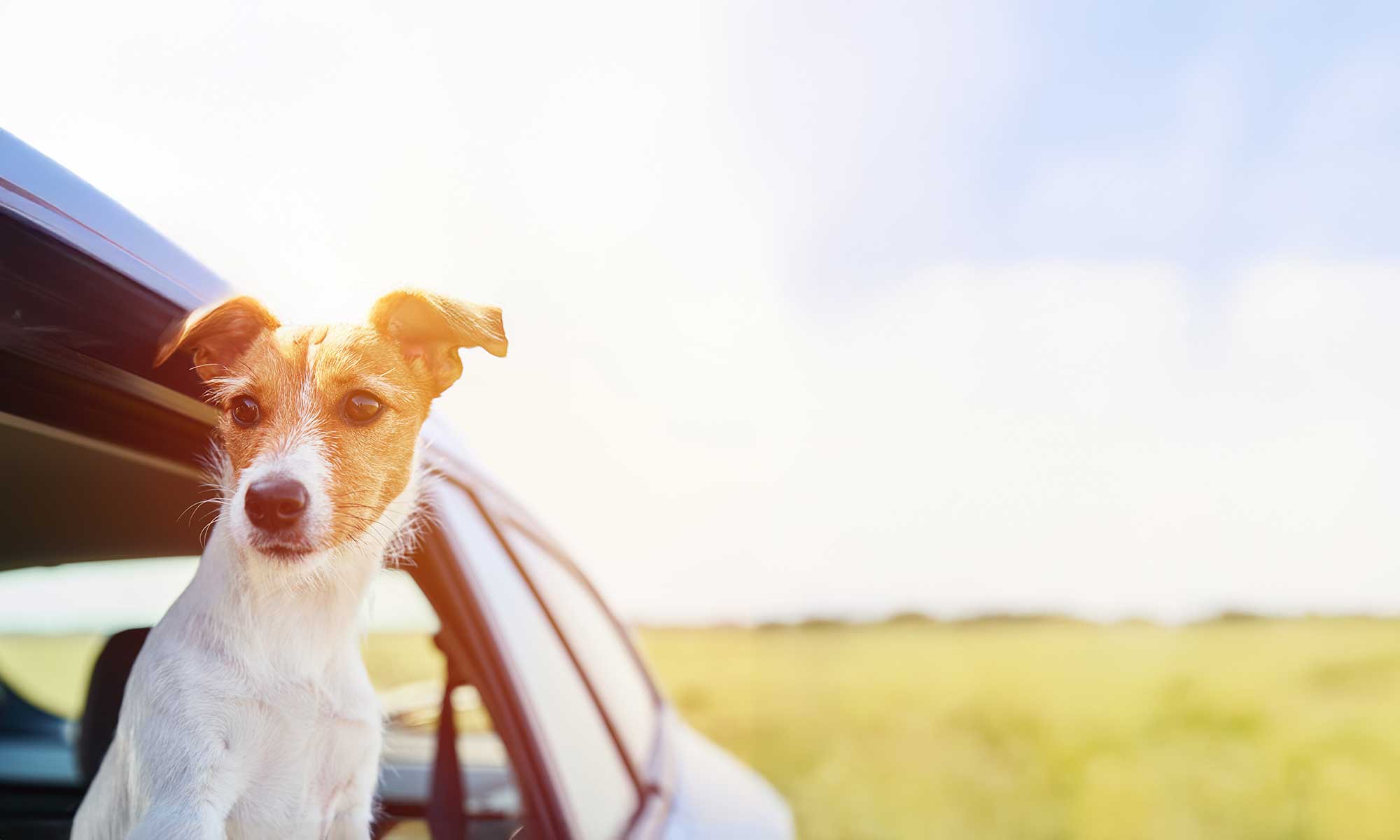 A dog looking out a car window