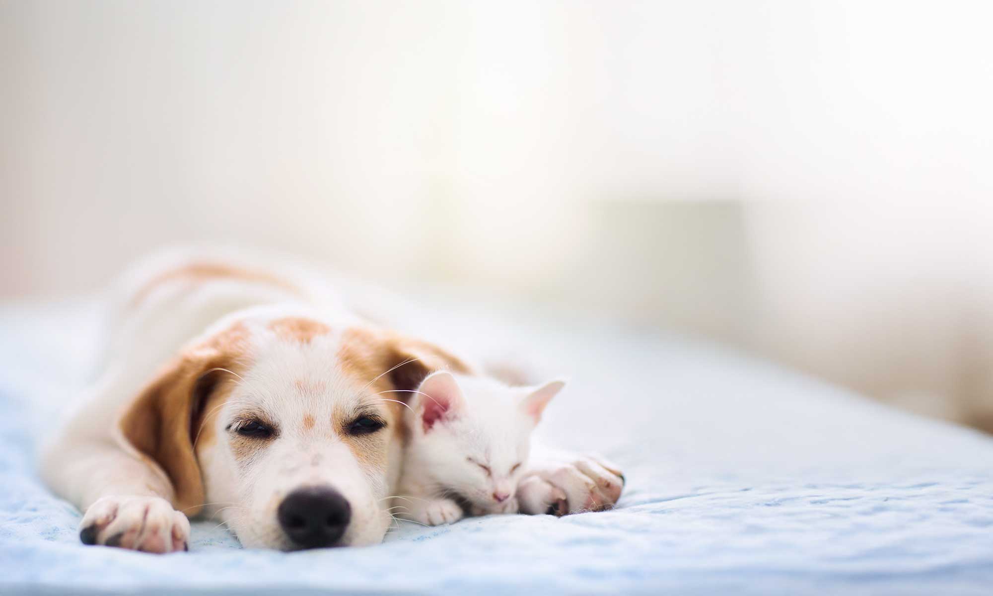 A sleeping dog and cat