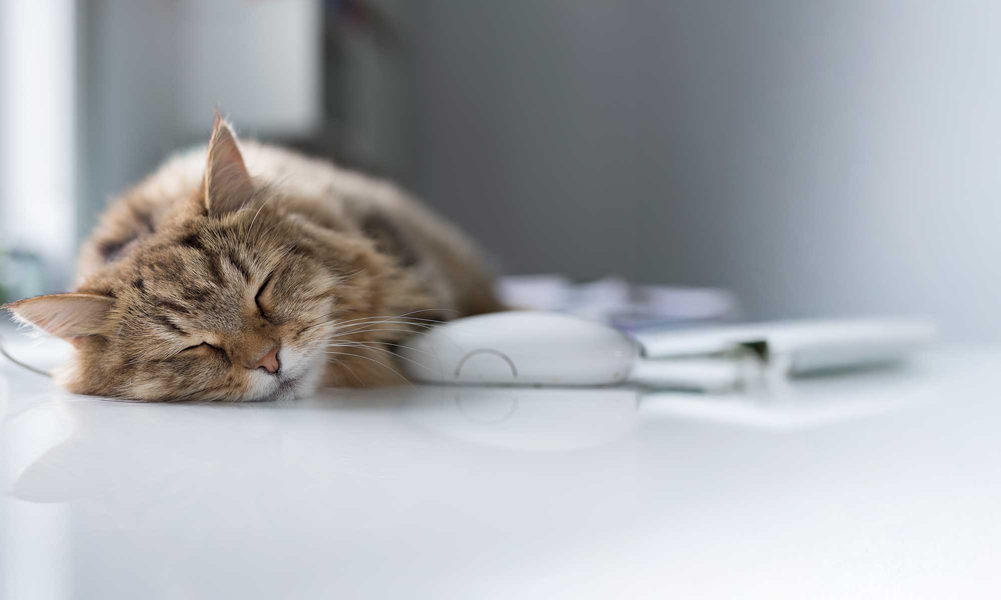 A sleeping cat