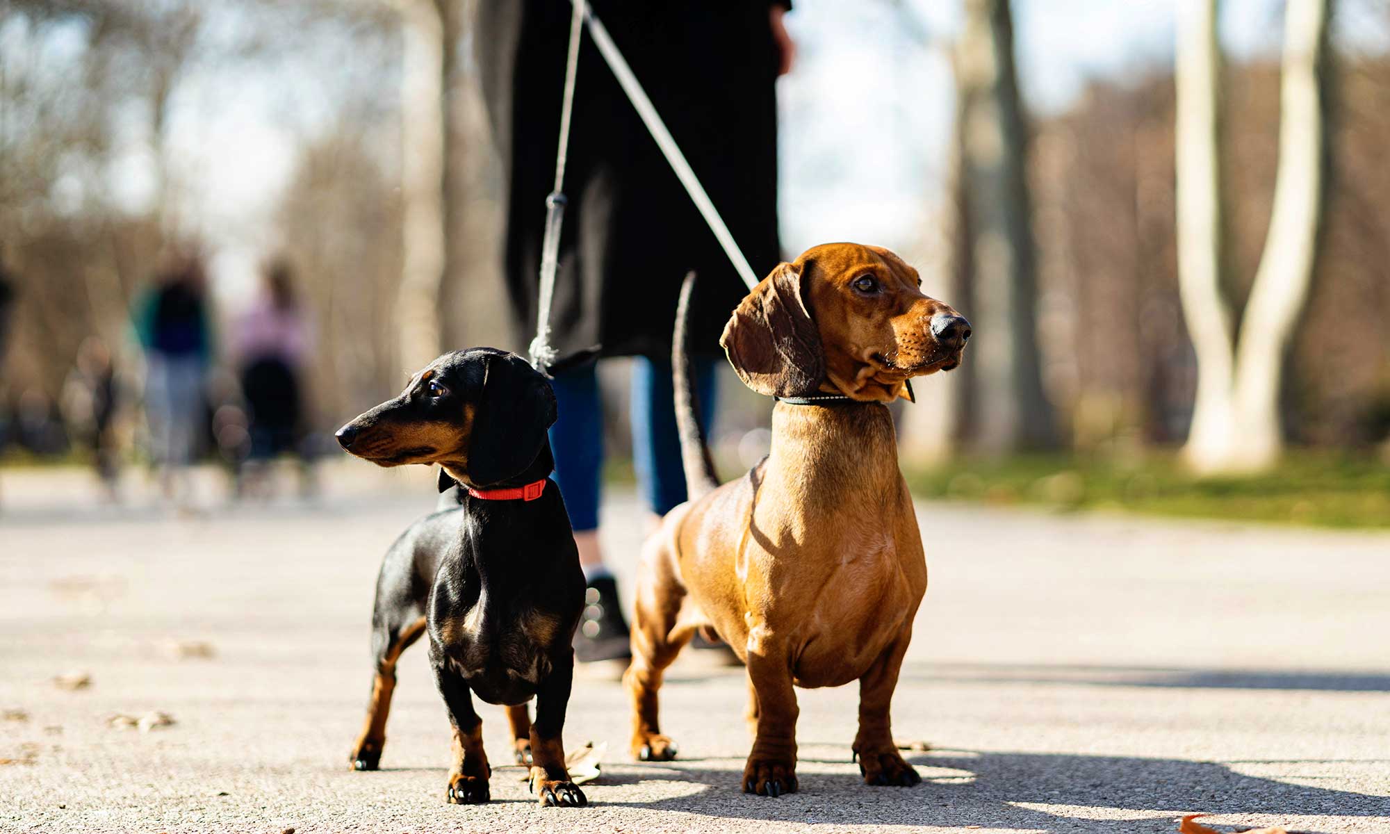 Dogs on a leash