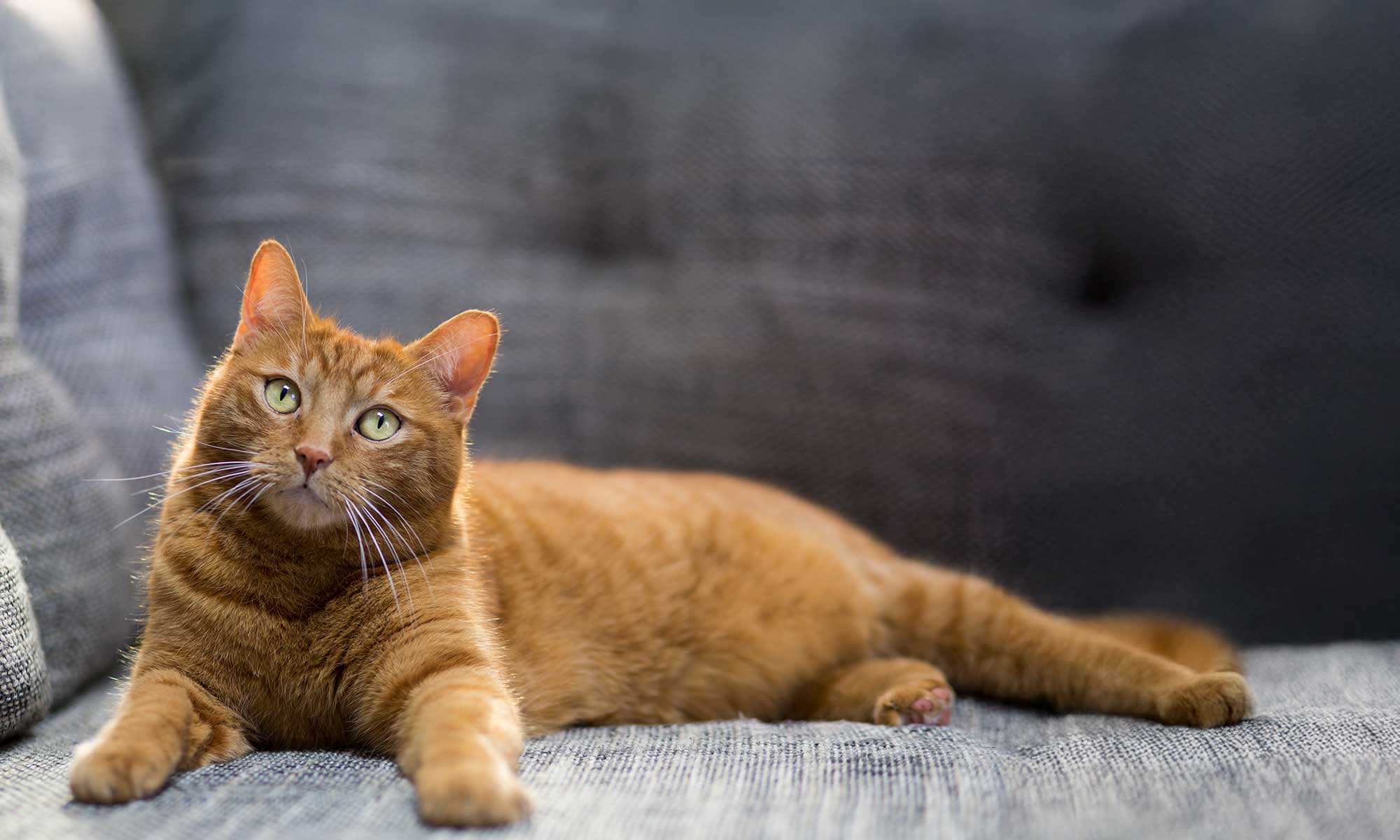 An orange cat laying on a couch