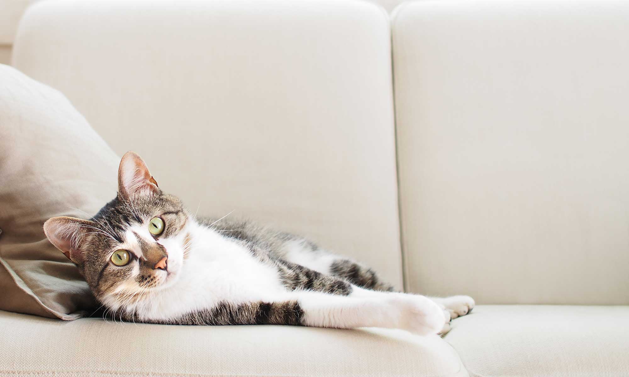 A white and grey cat