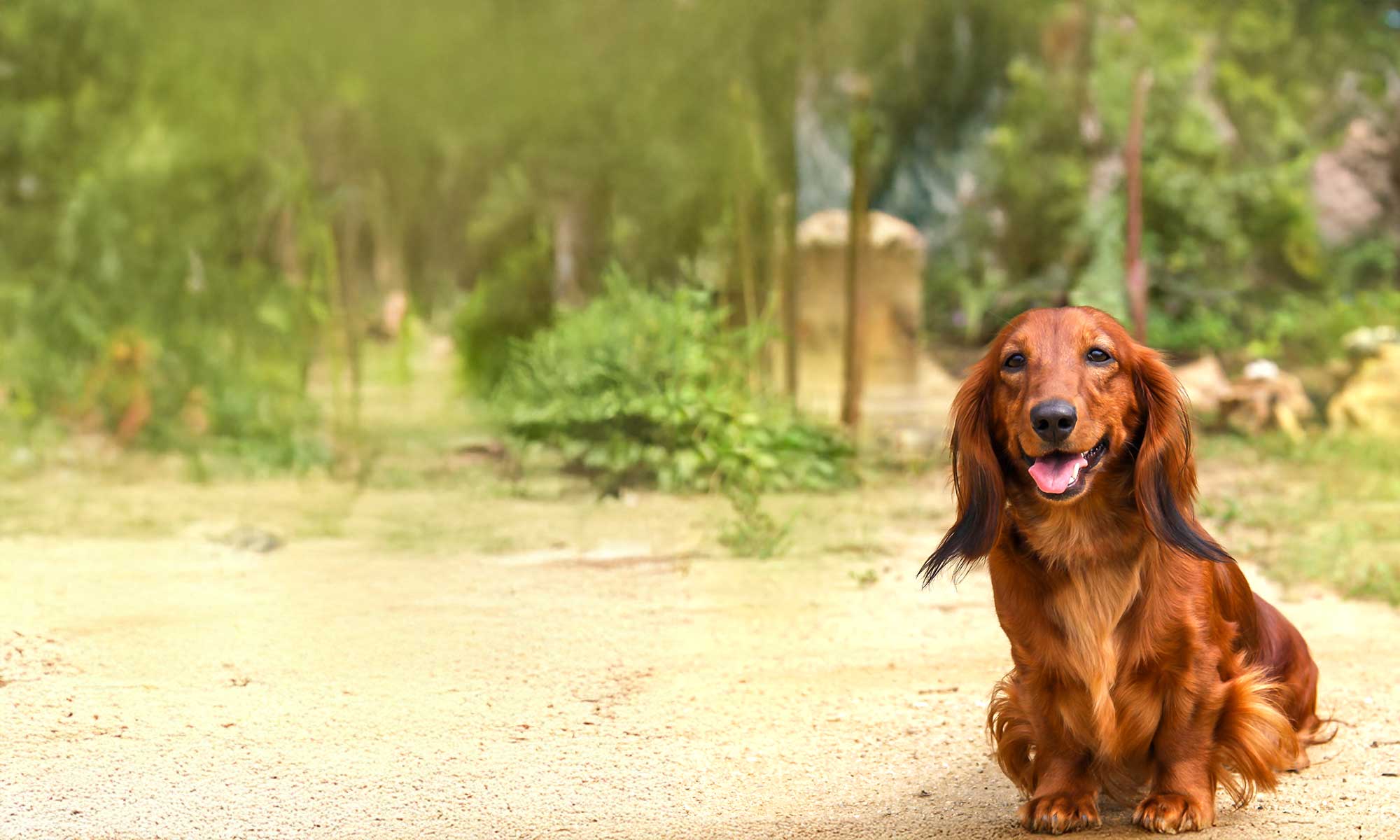 A dachshund in the woods