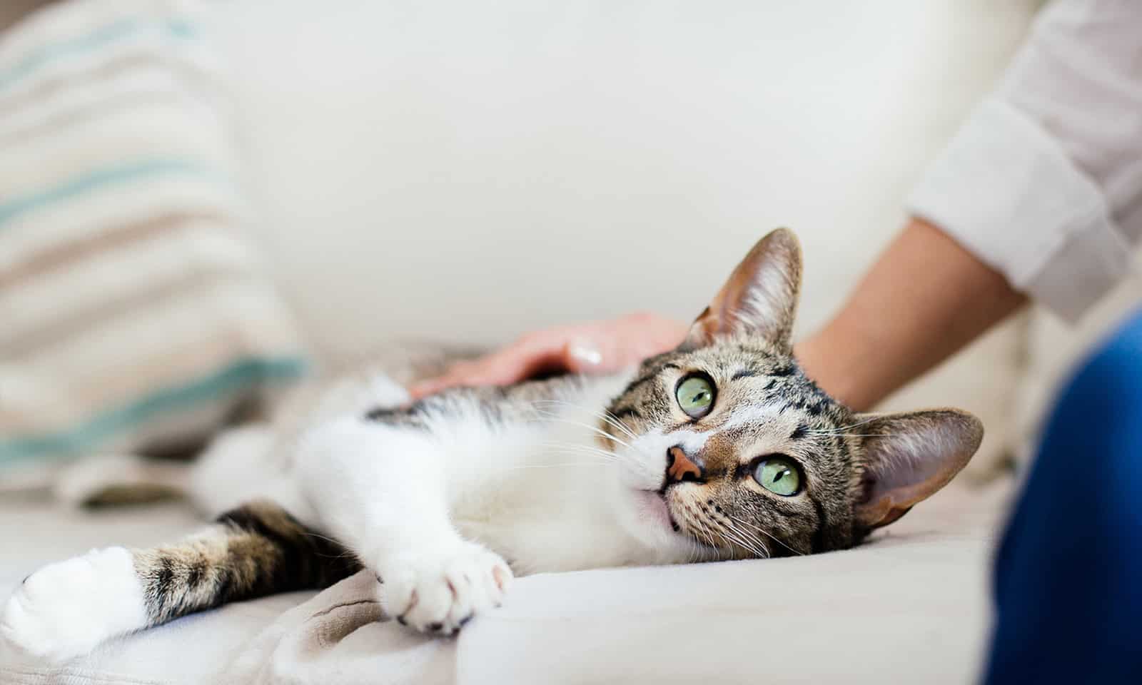 Cat on the couch