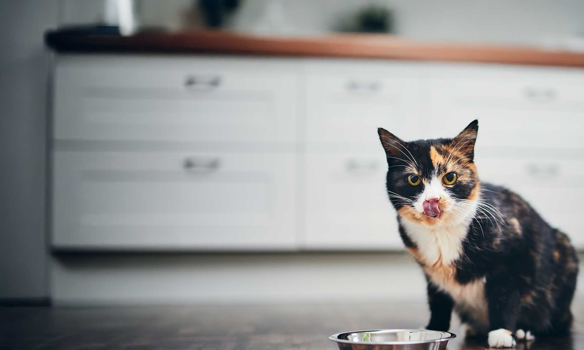 A cat licking its lips