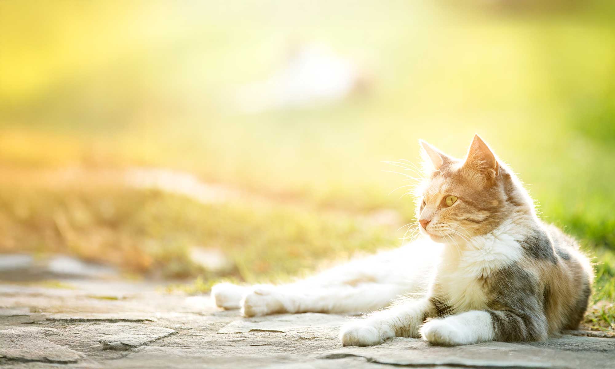 A cat outdoors