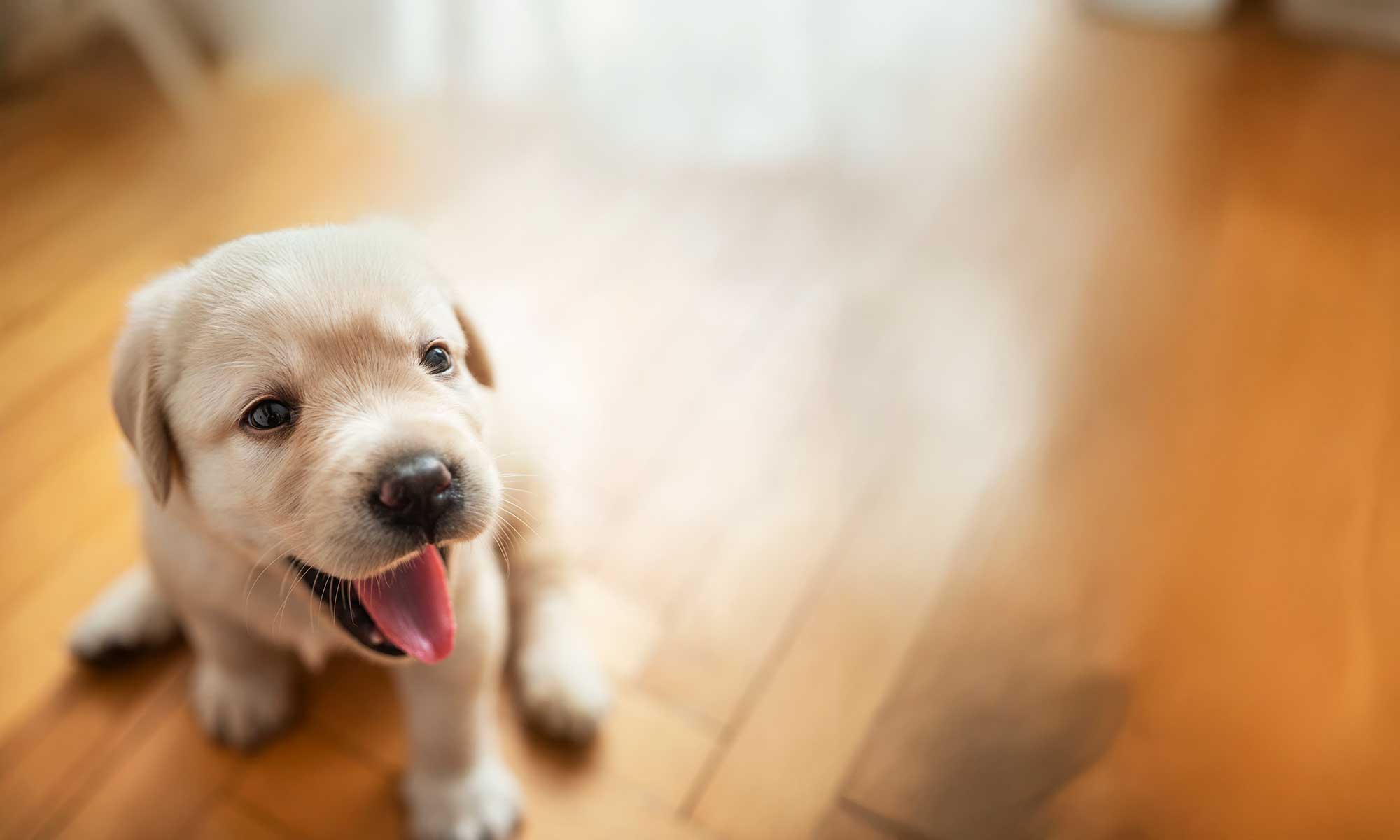 A golden retriever puppy