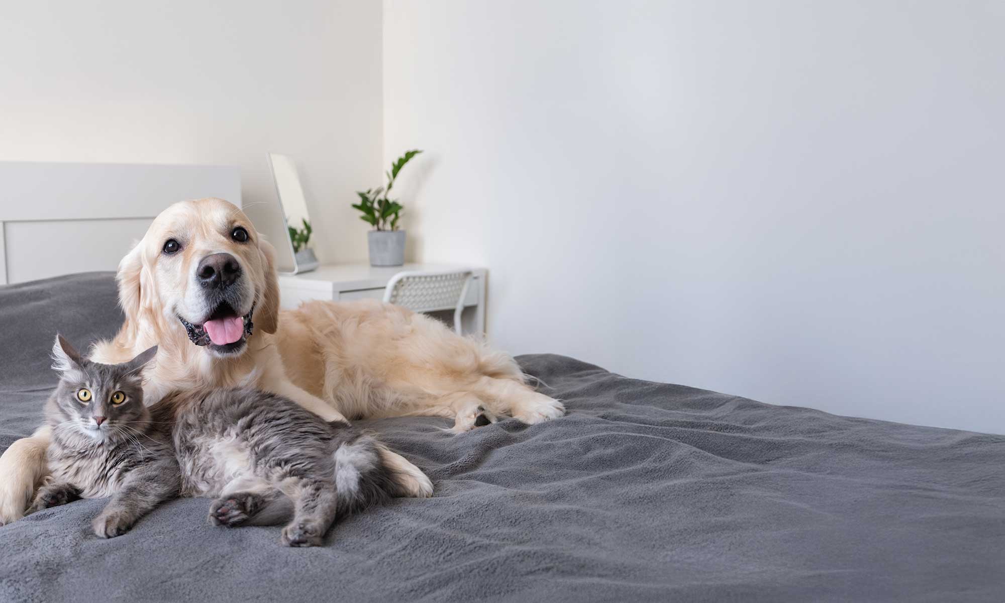 A dog and cat cuddling