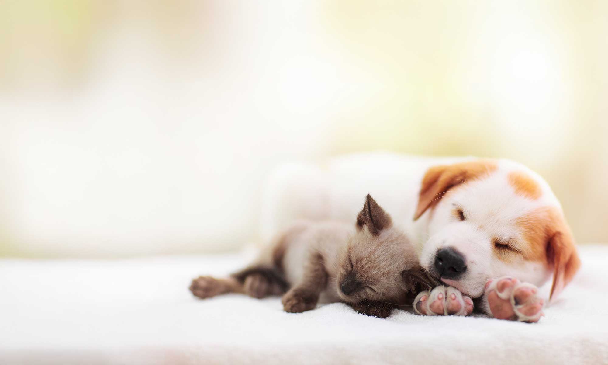 A kitten and puppy